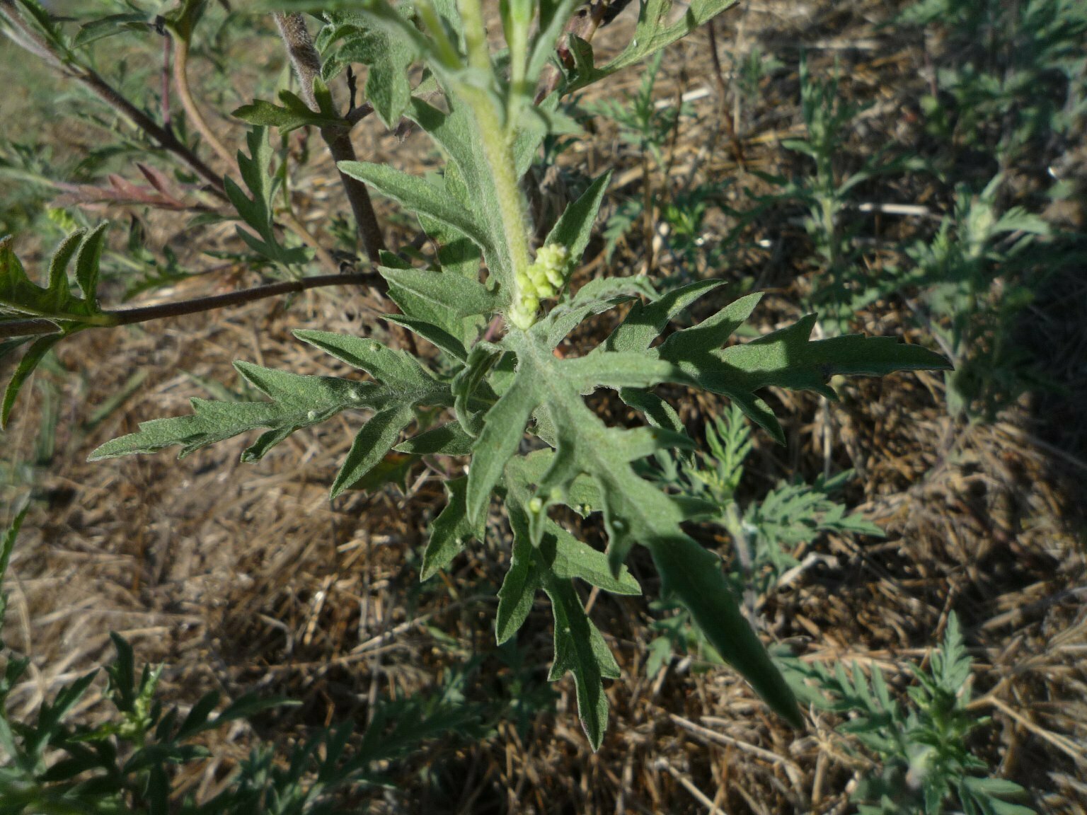 High Resolution Ambrosia psilostachya Leaf